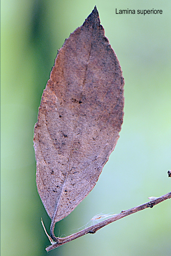 Salix cinerea / Salice cinereo